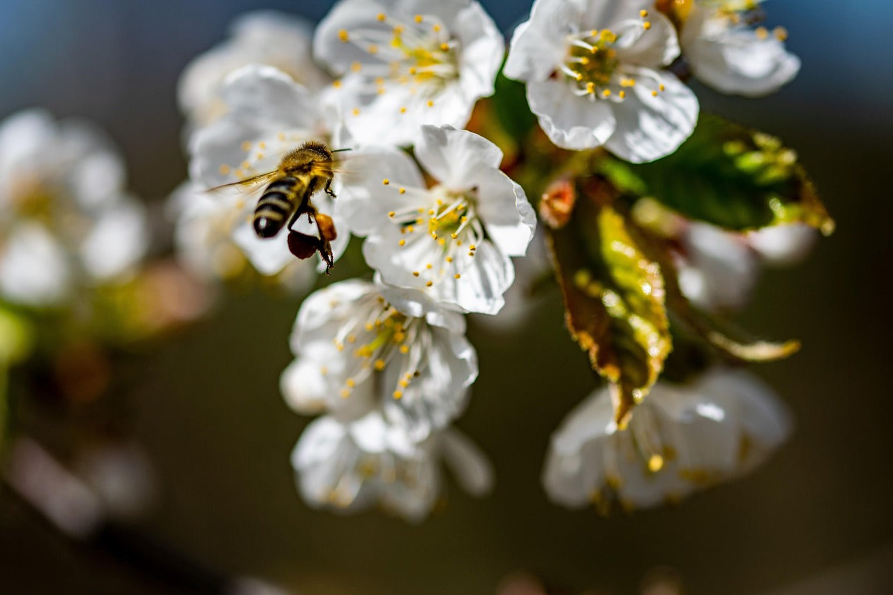 Honey bee pollinating white acacia flowers, natural source of pure acacia honey